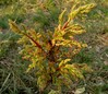 pistacia terebinthus2.jpg
