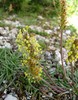 plantago alpina2.jpg