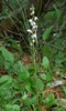 pyrola_rotundifolia2.jpg