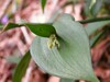 ruscus hypoglossum podpec2.jpg