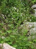 saxifraga rotundifolia3.jpg