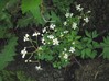 saxifraga_cuneifolia.jpg