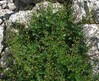 scrophularia laciniata.jpg