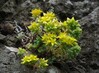 sedum brissemoretii Miradouro Ilheus da Ribeira da Janela 17.4.25.jpg
