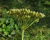 selinum carvifolia1.jpg
