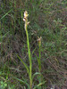 serapiasparviflora12b.jpg
