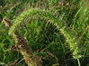 setaria verticillata2.jpg