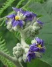 solanum mauritianum Currai das Freiras 16.4.25b.jpg