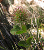 trifolium lappaceum.jpg