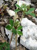 trifolium scabrum socerga10.5.08.jpg