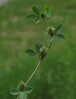 trifolium scabrum24.jpg