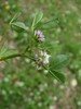 trifolium_tomentosum_m.JPG