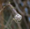viburnum lantana popek.jpg