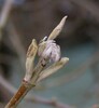 viburnum lantana popek2.jpg