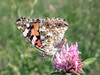 metulj2.jpg.jpg