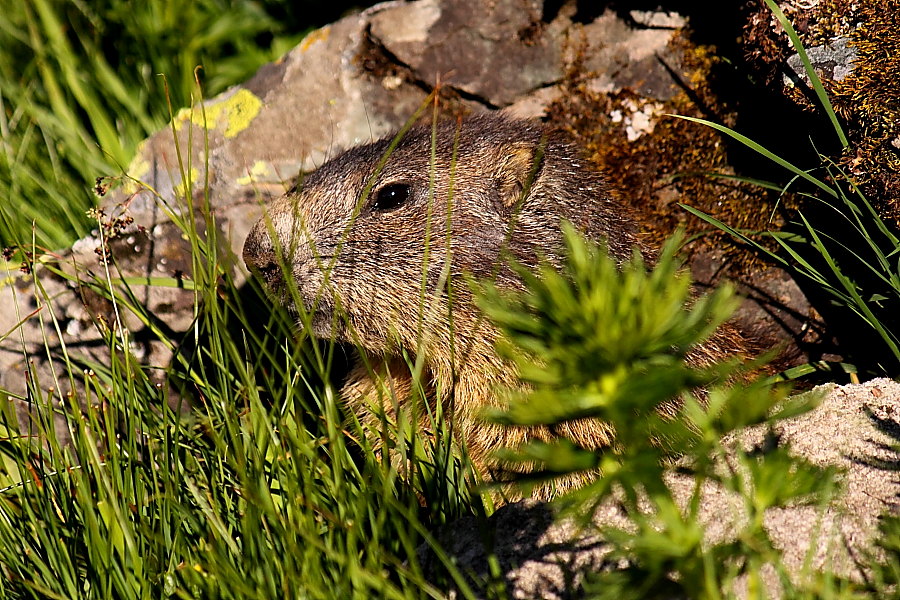 Klikni za ogled večje slike