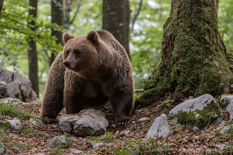 Klikni za ogled večje slike