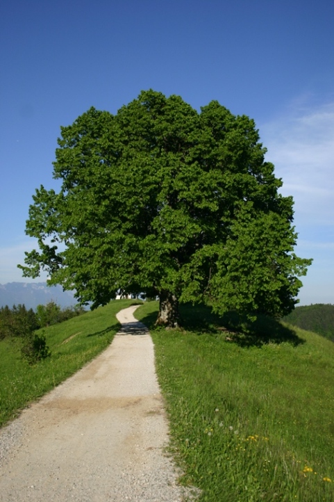 Klikni za ogled večje slike