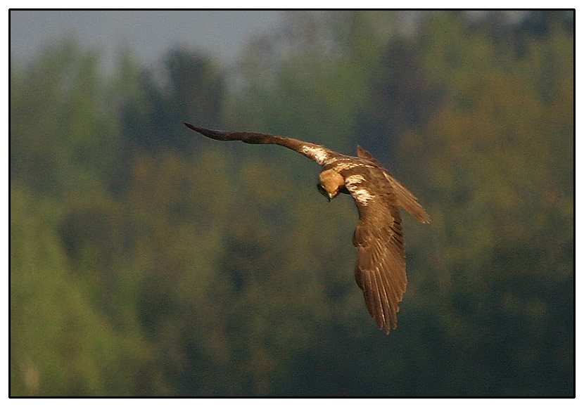 Klikni za ogled večje slike