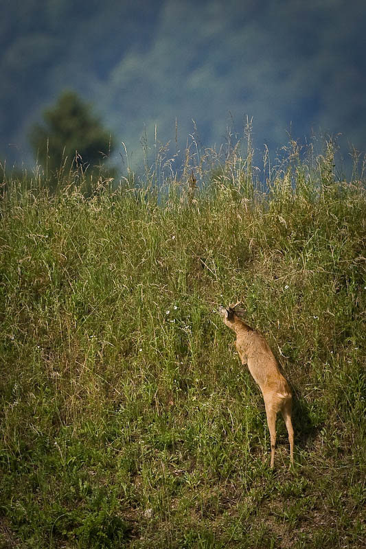 Klikni za ogled večje slike