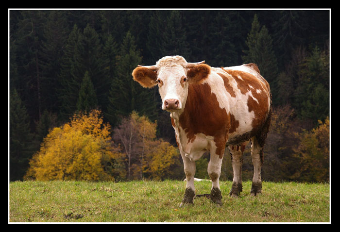 Klikni za ogled večje slike