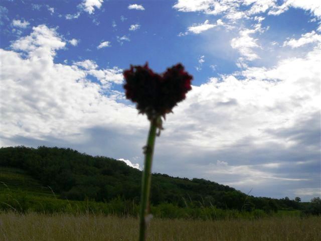 Klikni za ogled večje slike