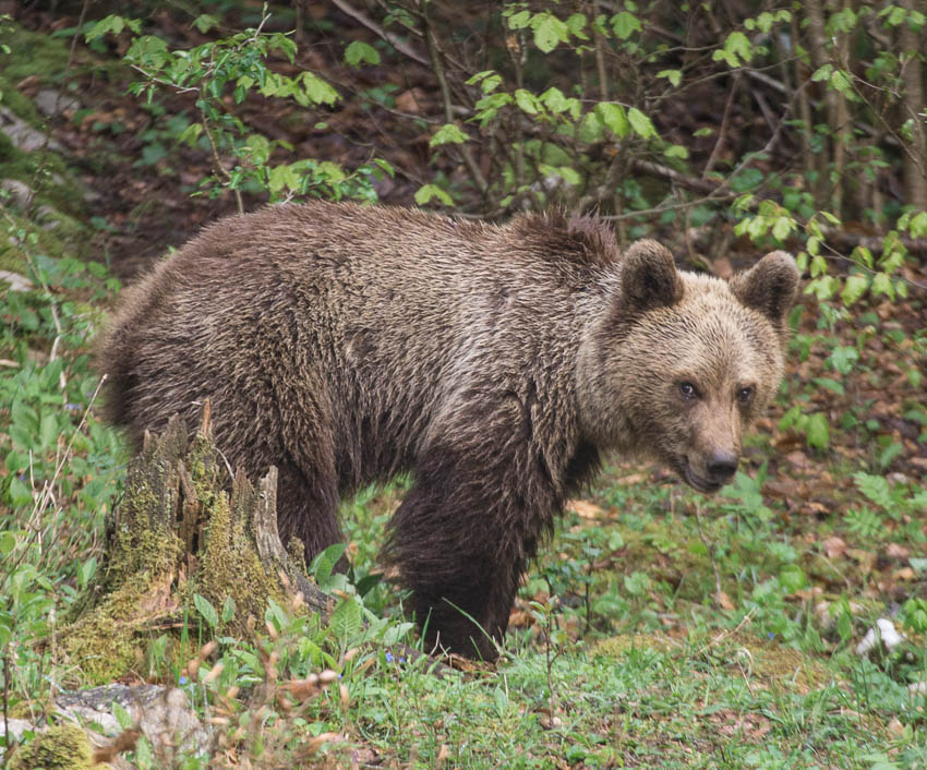 Klikni za ogled večje slike