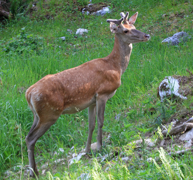 Klikni za ogled večje slike