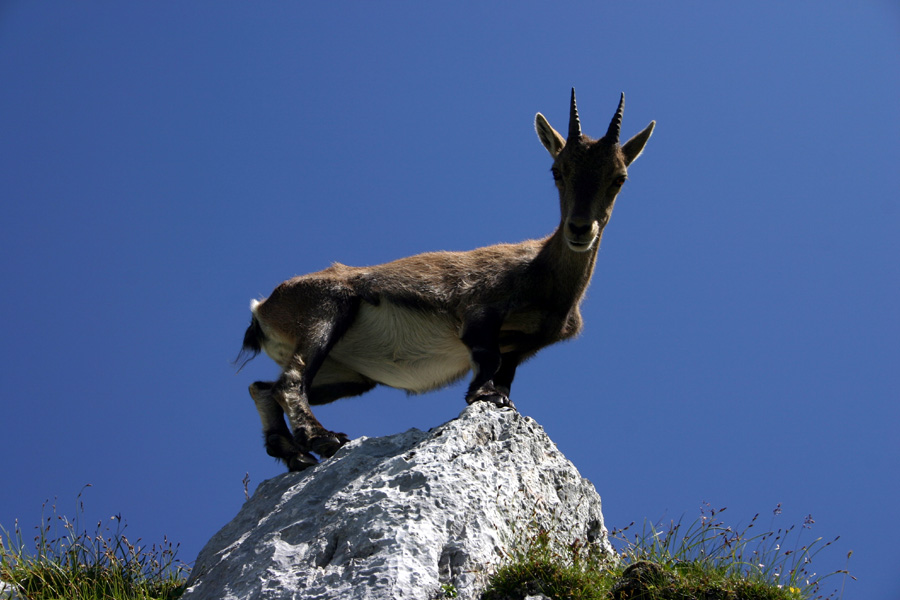 Klikni za ogled večje slike