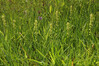 Ime datoteke: IMG_1556 32.jpg
Velikost datoteke: 342kB
Dimenzija: 900x600
Datum objave: June 27, 2025 IMG_1556 32.jpg
