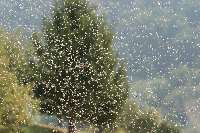 Klikni za ogled večje slike