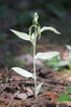 Cephalanthera damasonium~0.jpg