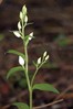 Cephalanthera damasonium~1.jpg