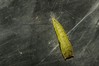 Cyclophora punctaria~1.jpg