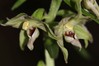 Epipactis leptochila subsp. neglecta 1.jpg