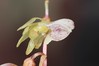 Epipogium aphyllum 1.jpg