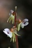 Epipogium aphyllum~0.jpg