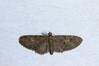 Eupithecia dodoneata~0.jpg