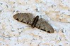 Eupithecia insigniata.jpg
