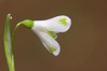 Galanthus nivalis 0.jpg