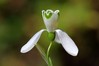 Galanthus nivalis 1.jpg