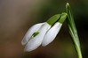 Galanthus nivalis 2.jpg