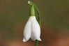 Galanthus nivalis 3.jpg