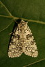 Griposia aprilina.jpg