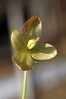Helleborus niger 1.jpg