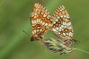 Melitaea athalia 1.jpg