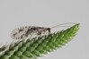 Micromus variegatus.jpg