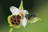 Ophrys holoserica 1.jpg