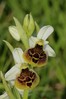 Ophrys holoserica 2.jpg