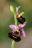 Ophrys holoserica.jpg